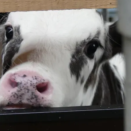 Feriengut Fingerhof Flachau