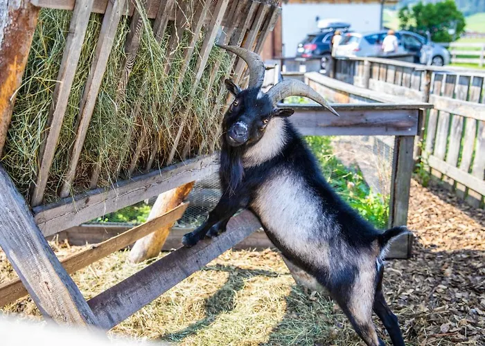 Feriengut Fingerhof Apartment Flachau